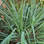 Cymbopogon nardus Leaf