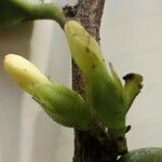 Diospyros bipindensis Flor
