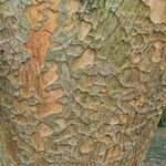 Zelkova carpinifolia Bark