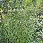 Solidago altissima Blad