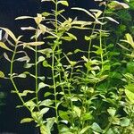 Hygrophila polysperma Leaf