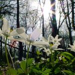 Anemone nemorosa ᱵᱟᱦᱟ