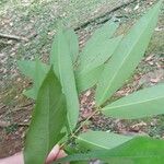 Saraca indica Blad