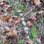 Symphyotrichum ericoidesFlor