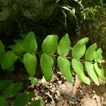 Hypericum androsaemum Blad