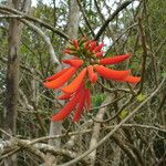 Erythrina corallodendron Цвят