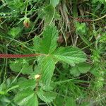 Drymocallis rupestris Leaf