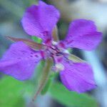 Clarkia rhomboidea Blüte