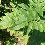 Sambucus ebulus Leaf