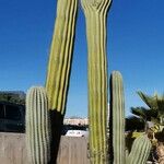 Pachycereus pringlei Habit