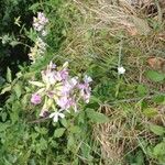 Saponaria officinalisBlodyn