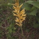 Sacoila lanceolata Flower