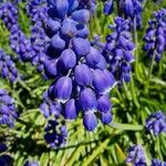 Muscari armeniacumFleur