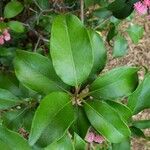 Kalmia latifolia Blatt