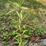 Solidago altissima Φύλλο