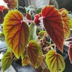 Begonia rex Leaf