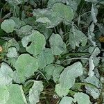 Tropaeolum majus Feuille