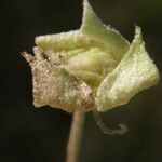 Malvella leprosa Fruit