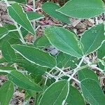 Salvia discolor Feuille