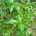 Gonzalagunia hirsuta Habit