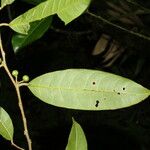Naucleopsis capirensis Hoja