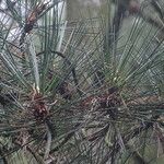 Pinus hwangshanensis Leaf