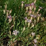 Silene vallesia Costuma