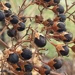 Lagerstroemia indica عادت