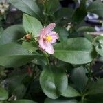Talinum fruticosum Blomma