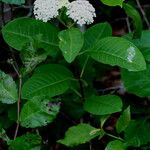 Asclepias variegata Цветок