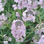 Aethionema grandiflorum Flower