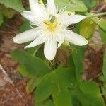 Passiflora subpeltata Λουλούδι