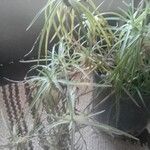 Tillandsia aeranthos Fulla