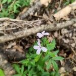 Cardamine bulbiferaFlower