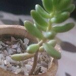 Sedum × rubrotinctum List