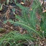 Blechnum spicant Habitatea