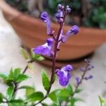 Scutellaria integrifolia Цвят