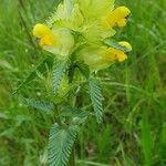 Rhinanthus major Квітка