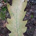 Quercus cerris Blad