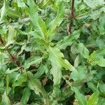 Hygrophila auriculata Leaf