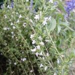 Satureja subspicata Flower