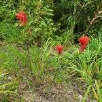 Castilleja miniata Flor