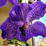 Vanda coerulescens Flor