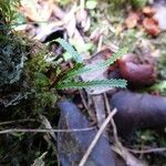 Grammitis serrulata Φύλλο