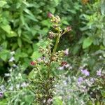 Scrophularia auriculata Flower