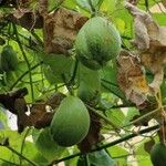 Sechium edule Φρούτο