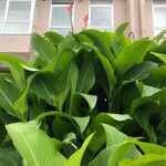 Canna indicaЛист