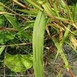 Setaria verticillata Blatt