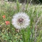 Pyrrhopappus carolinianus Fruit