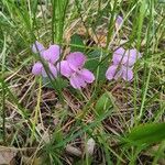 Viola adunca Kukka